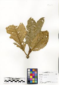 Image of Clerodendrum aucubifolium