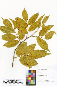 Myroxylon balsamum image