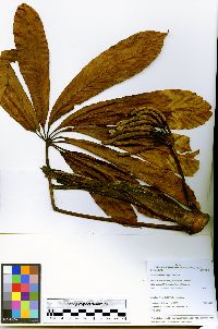 Cecropia sciadophylla image