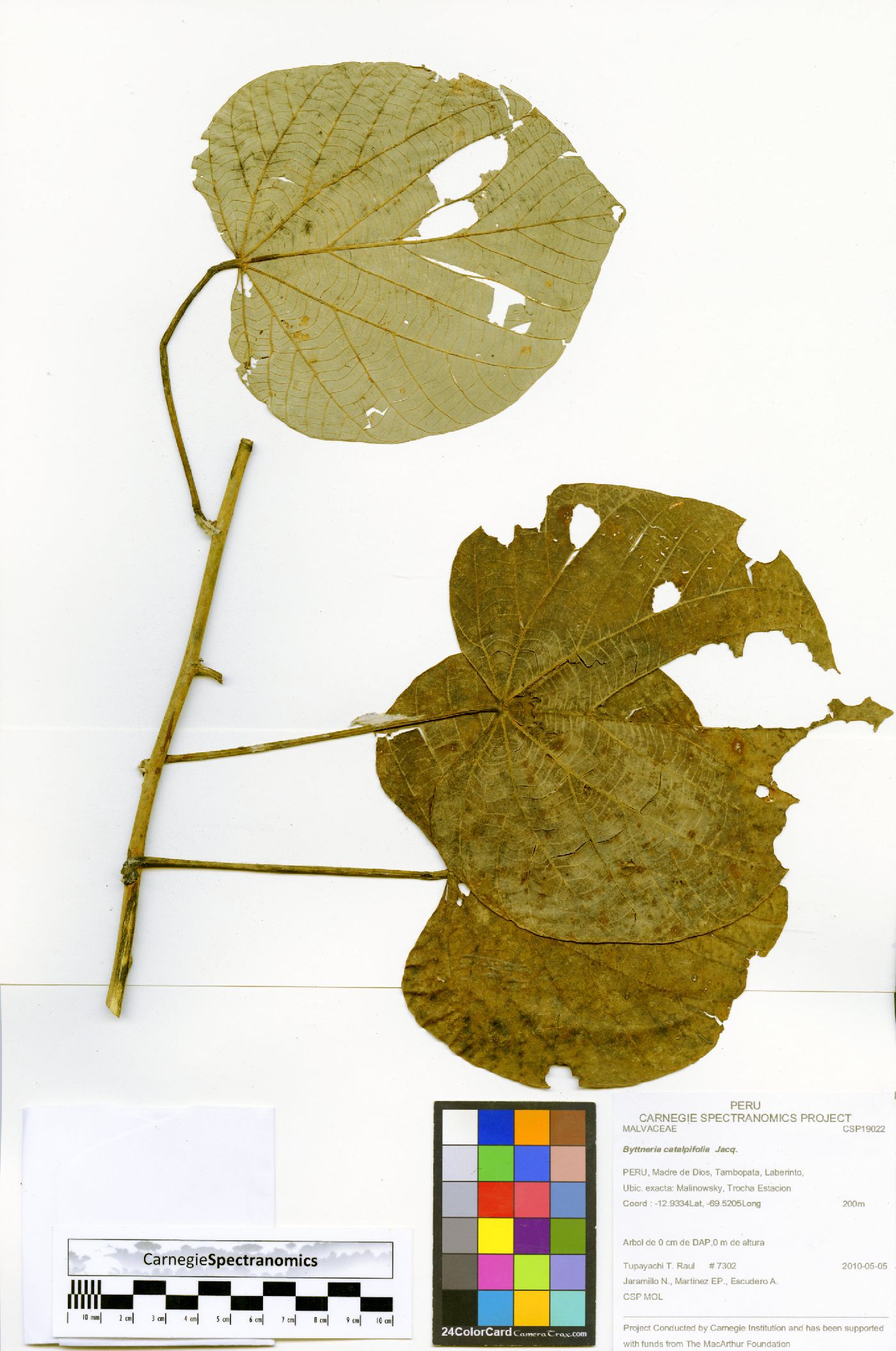 Byttneria catalpifolia image