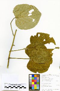 Byttneria catalpifolia image