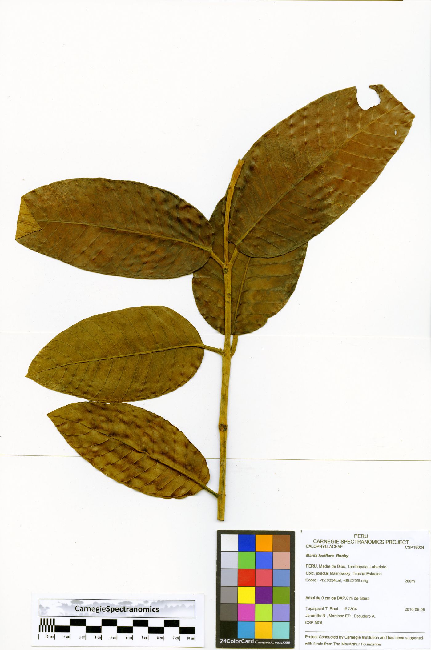 Marila laxiflora image
