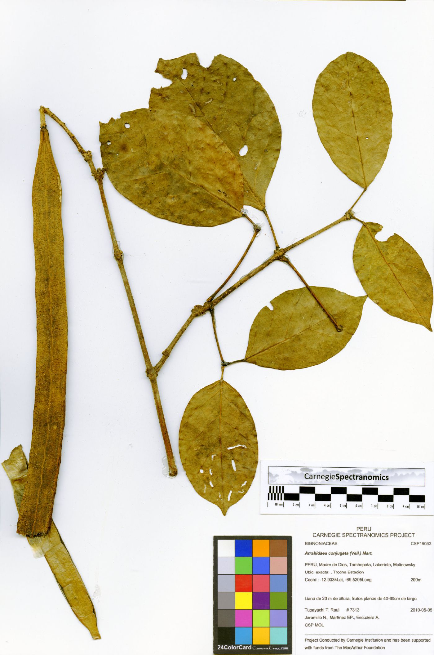 Fridericia conjugata image