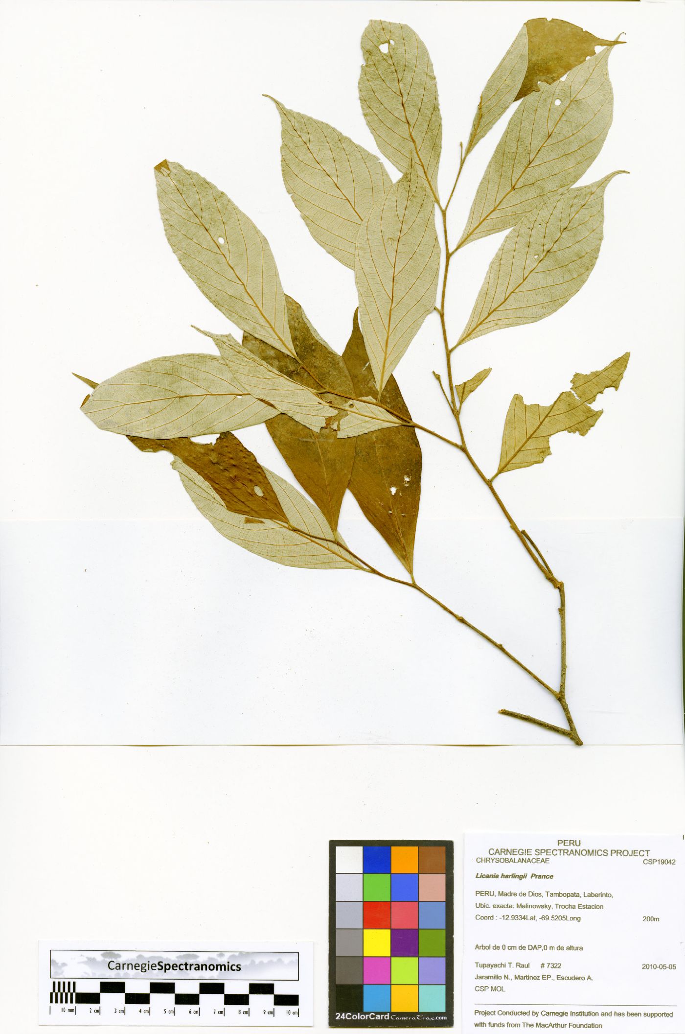 Licania harlingii image