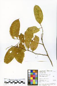 Guatteria hyposericea image