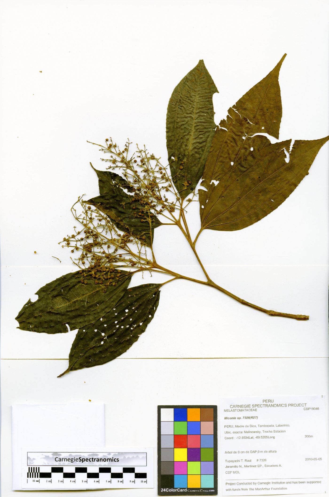 Miconia aureoides image