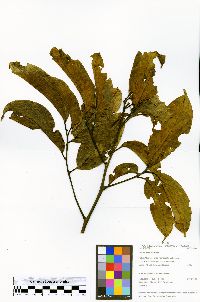 Ocotea bofo image