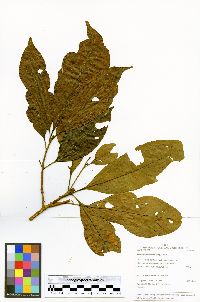 Pouteria glomerata image