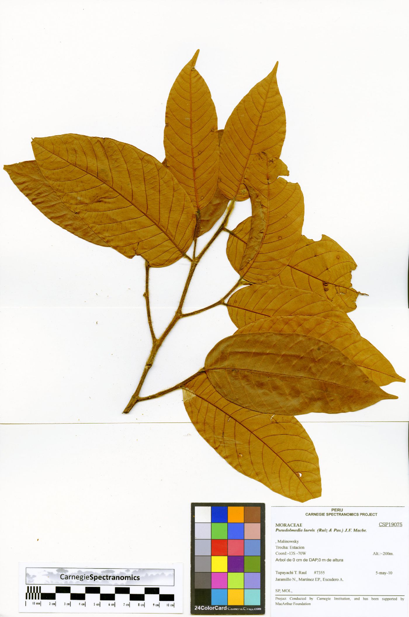 Pseudolmedia laevis image