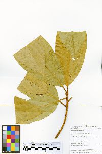 Endlicheria sericea image