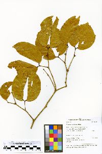 Hymenaea parvifolia image