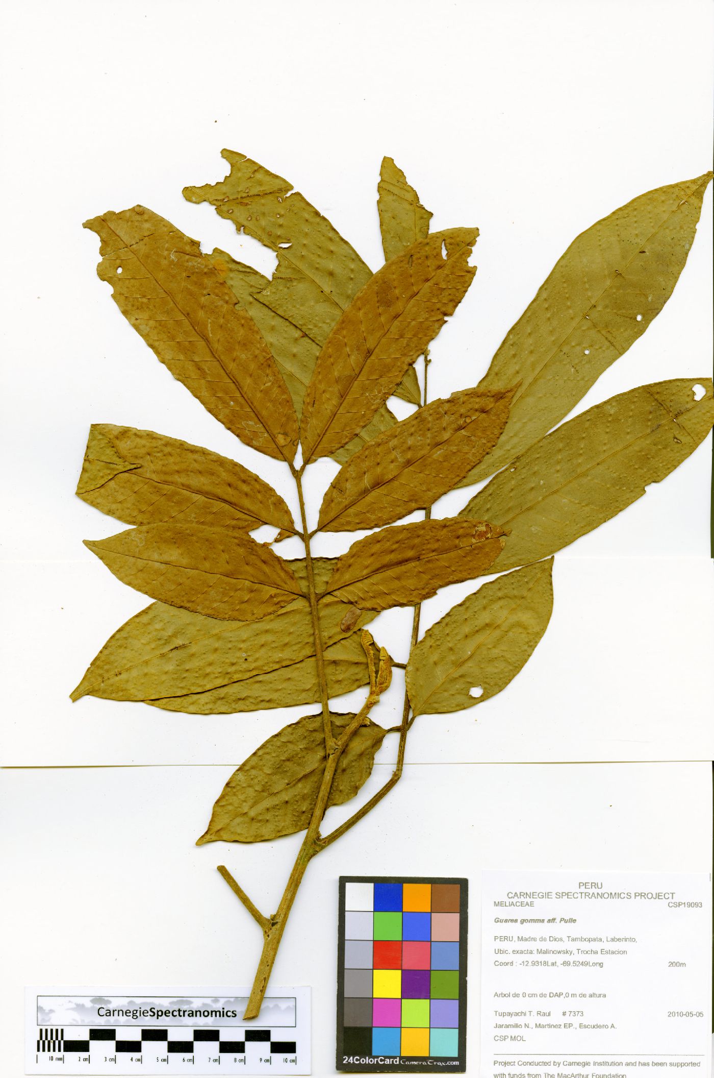 Guarea gomma image
