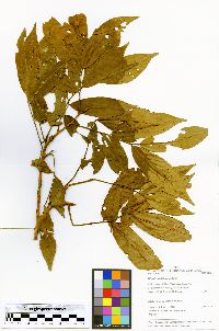 Trichilia quadrijuga image