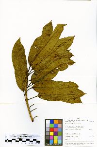 Sapium glandulosum image