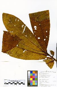 Image of Virola caducifolia