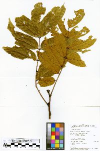 Tachigali paniculata var. alba image