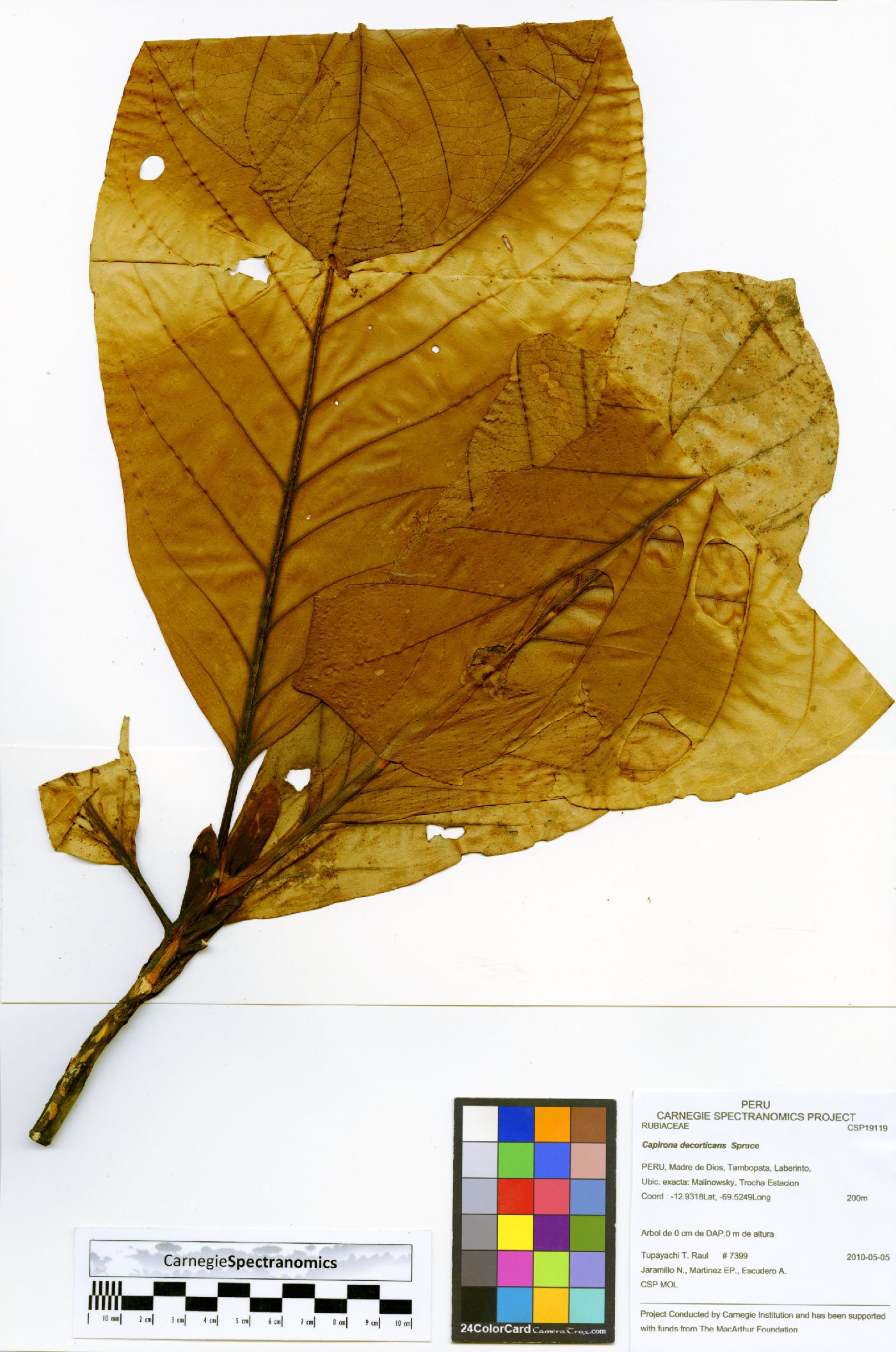 Capirona decorticans image