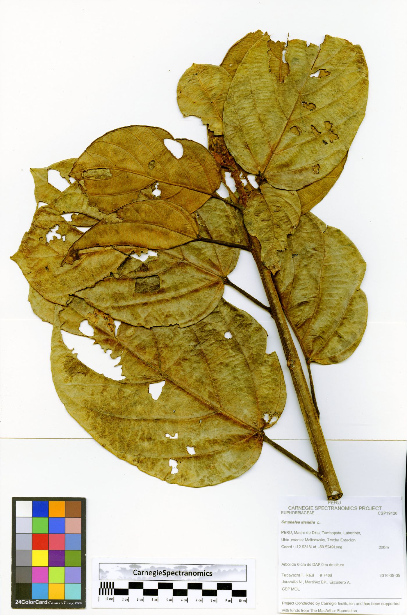 Omphalea diandra image