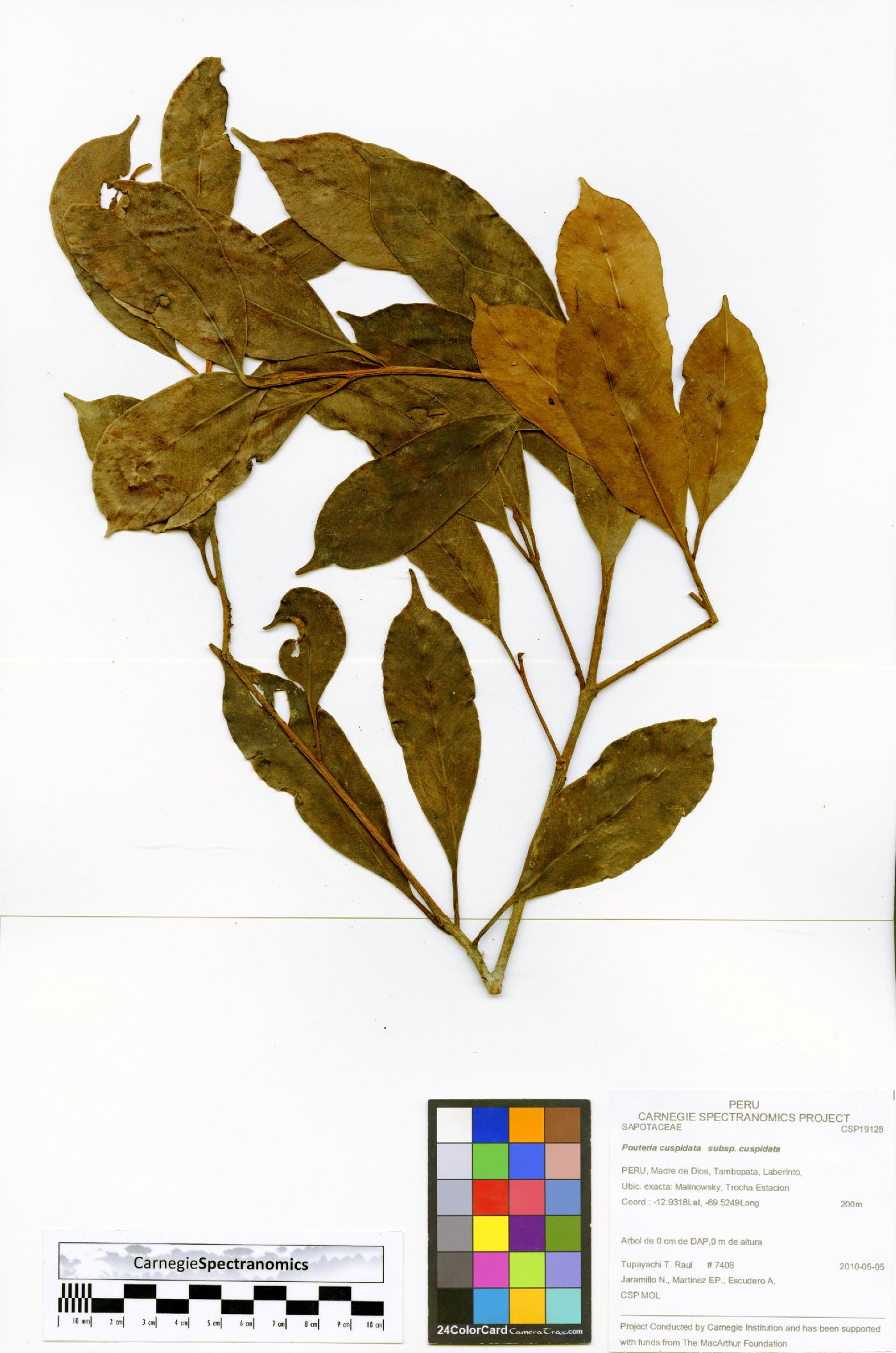 Pouteria cuspidata subsp. cuspidata image