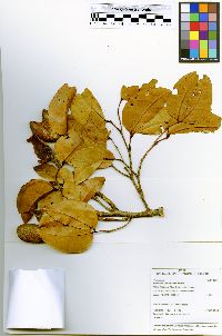 Hymenaea parvifolia image