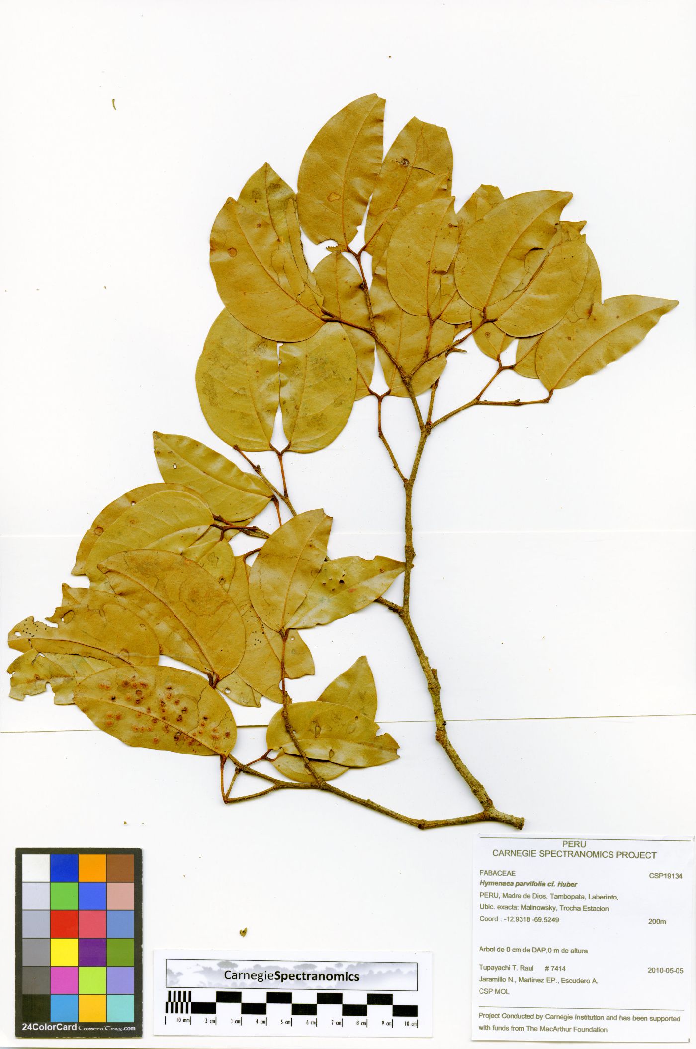 Hymenaea parvifolia image