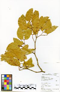 Image of Hymenaea parvifolia