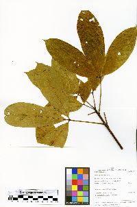 Hevea guianensis image