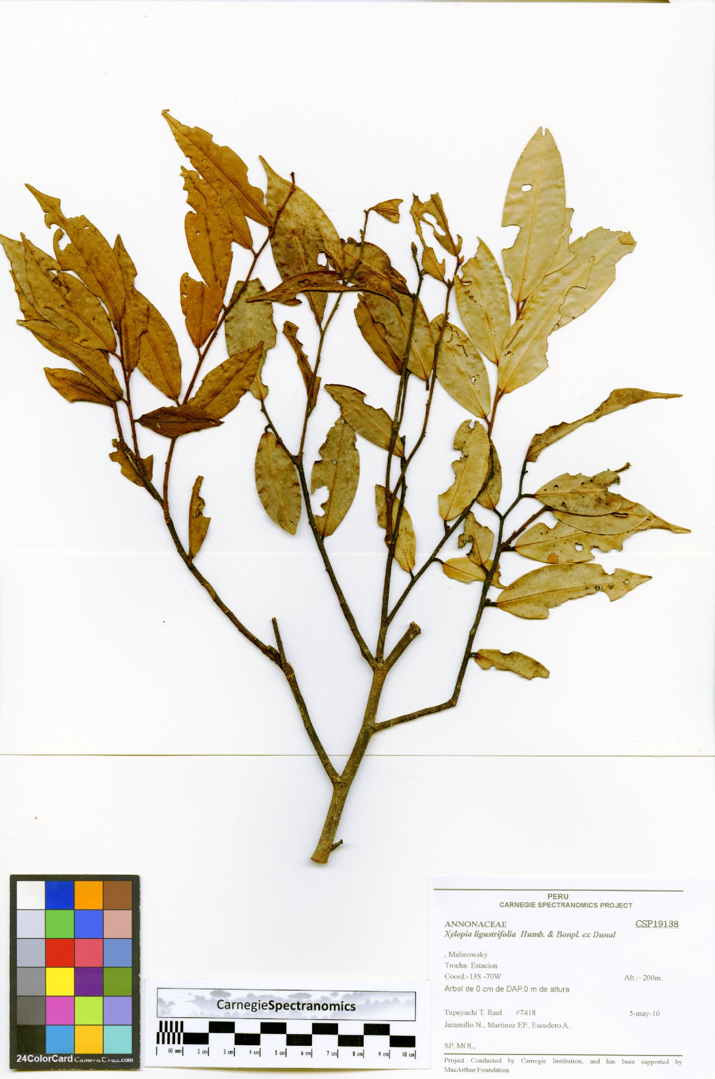 Xylopia ligustrifolia image