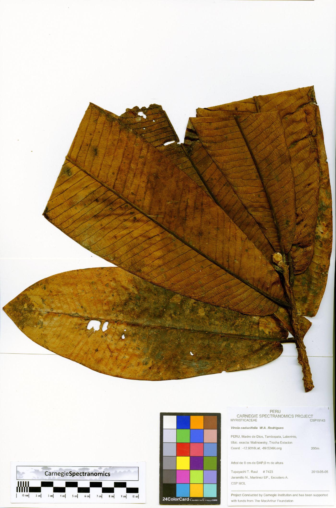 Virola caducifolia image