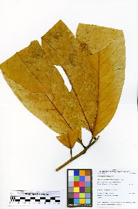 Pleurothyrium poeppigii image