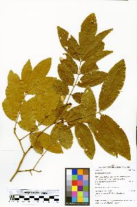 Swartzia jorori image
