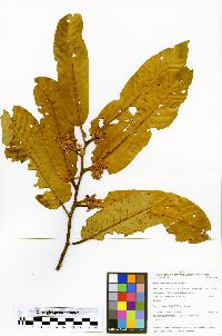 Virola calophylla image