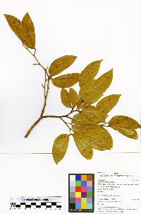 Hymenaea courbaril image