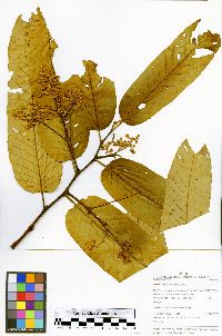 Virola calophylla image