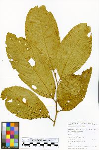 Quararibea wittii image