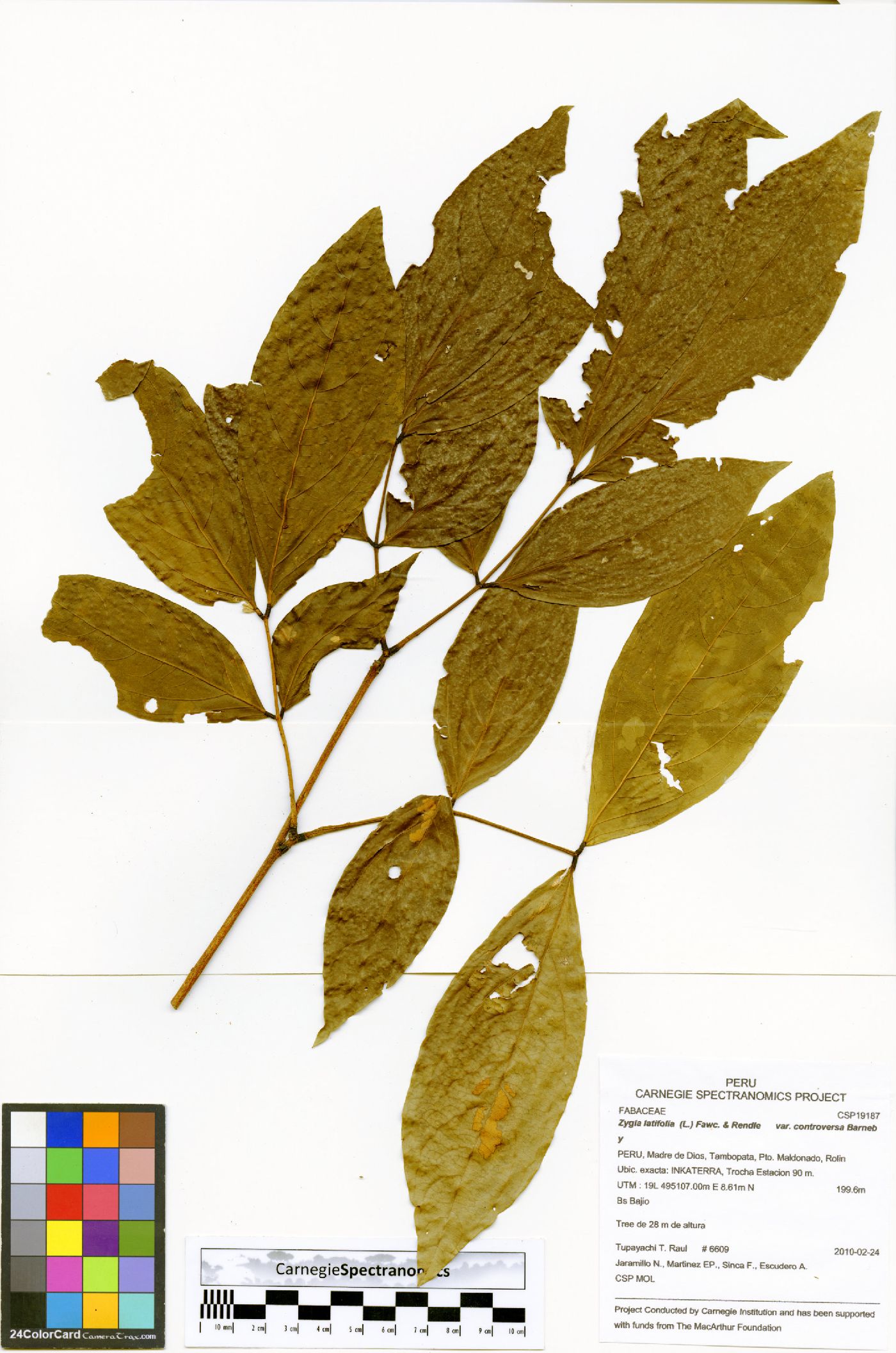 Zygia latifolia image