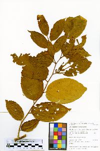 Luehea cymulosa image