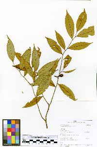 Oxandra sphaerocarpa image