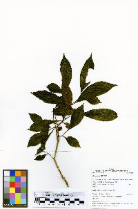 Neea spruceana image