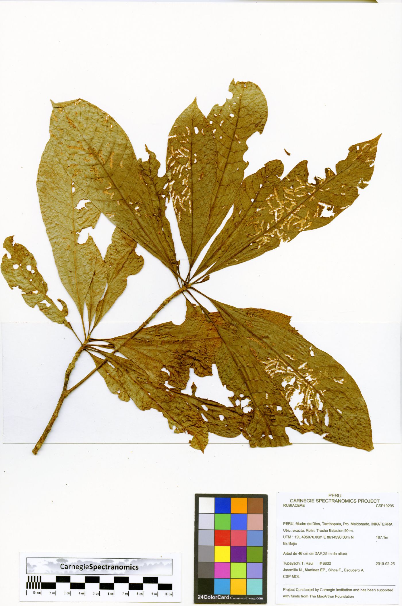 Alseis blackiana image