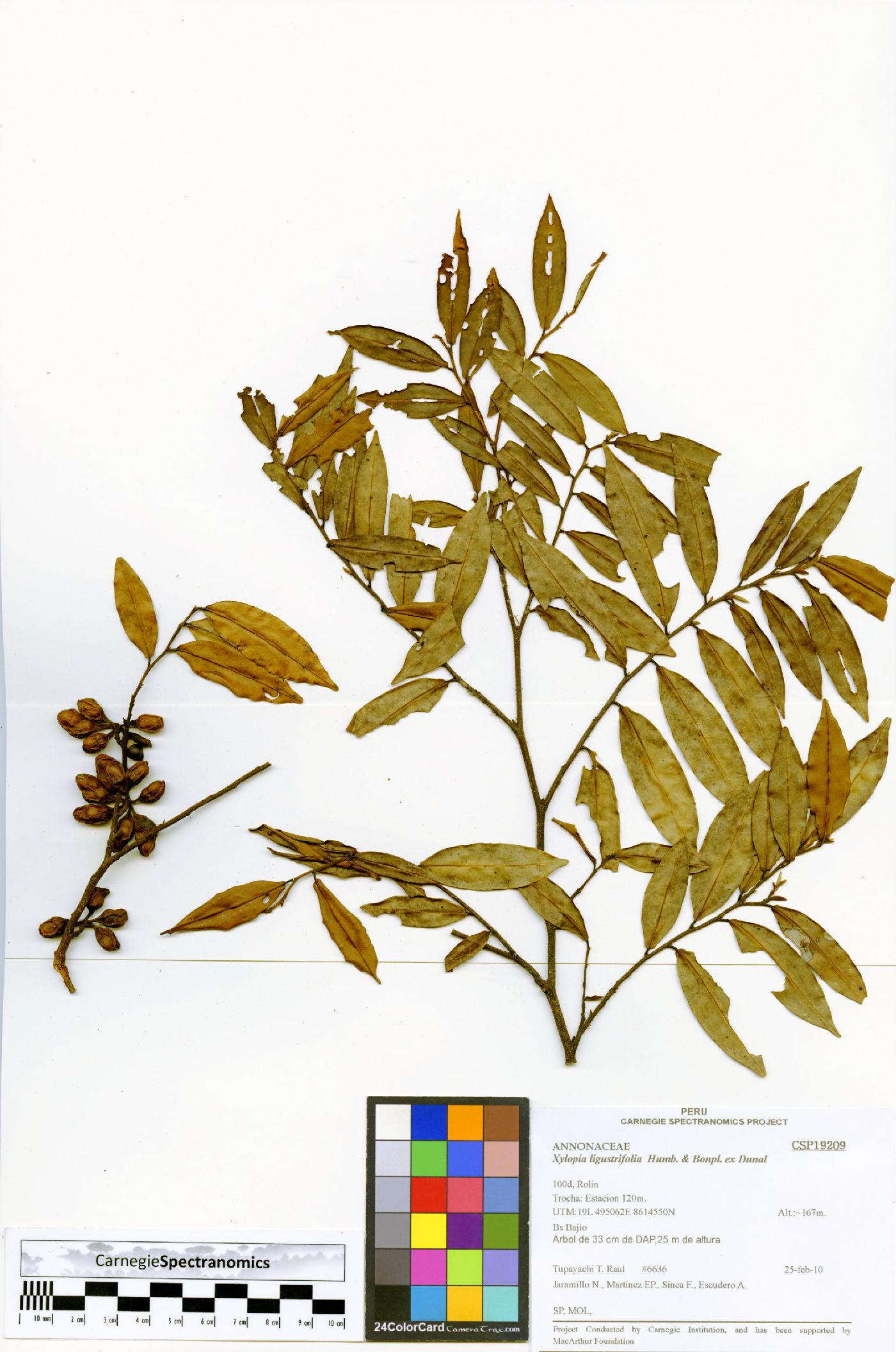 Xylopia ligustrifolia image