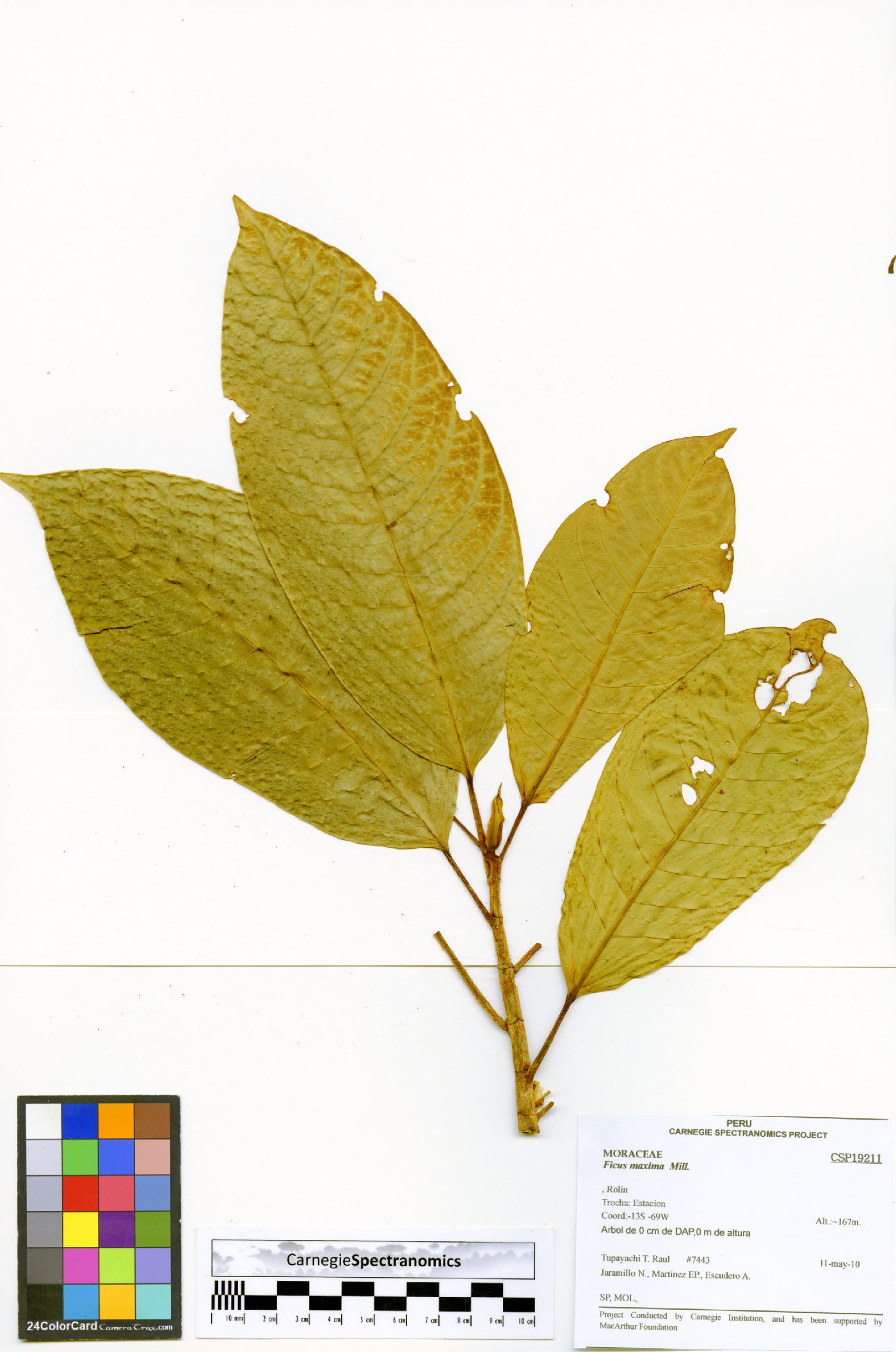 Ficus maxima image