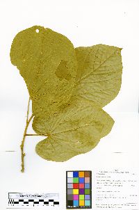 Matisia cordata image