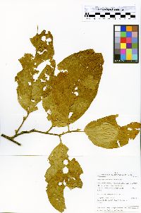 Media resource of Quararibea wittii