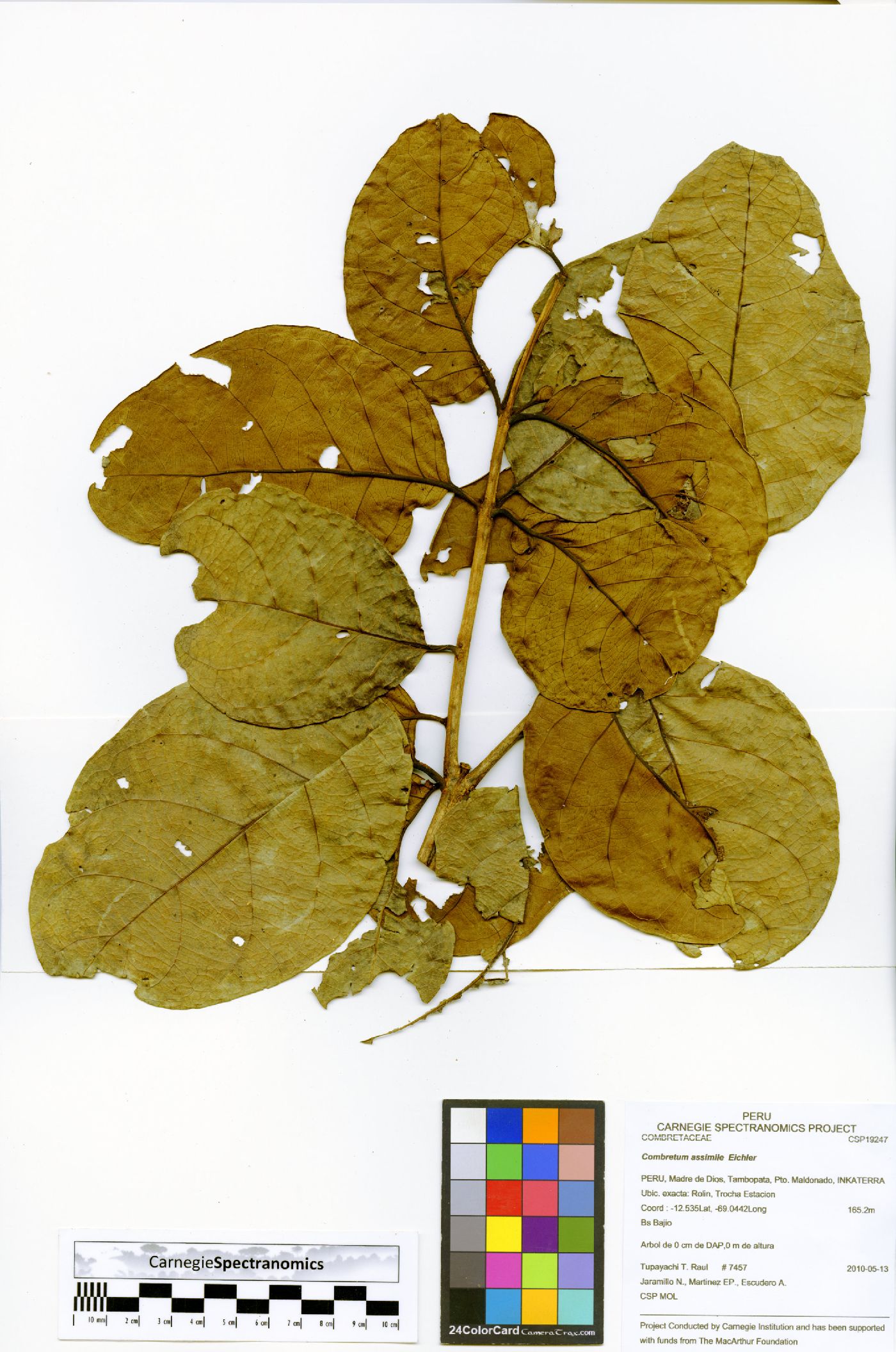 Combretum assimile image