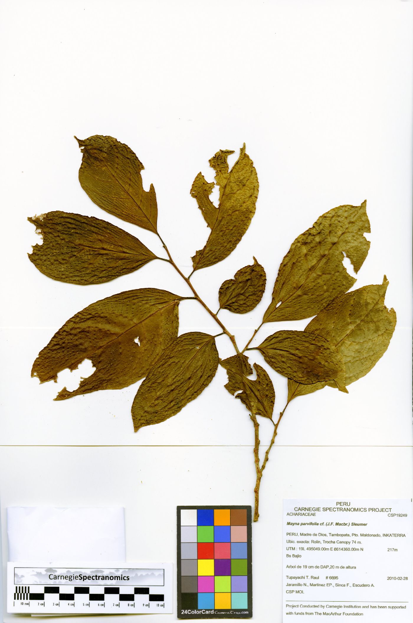 Casearia maynacarpa image