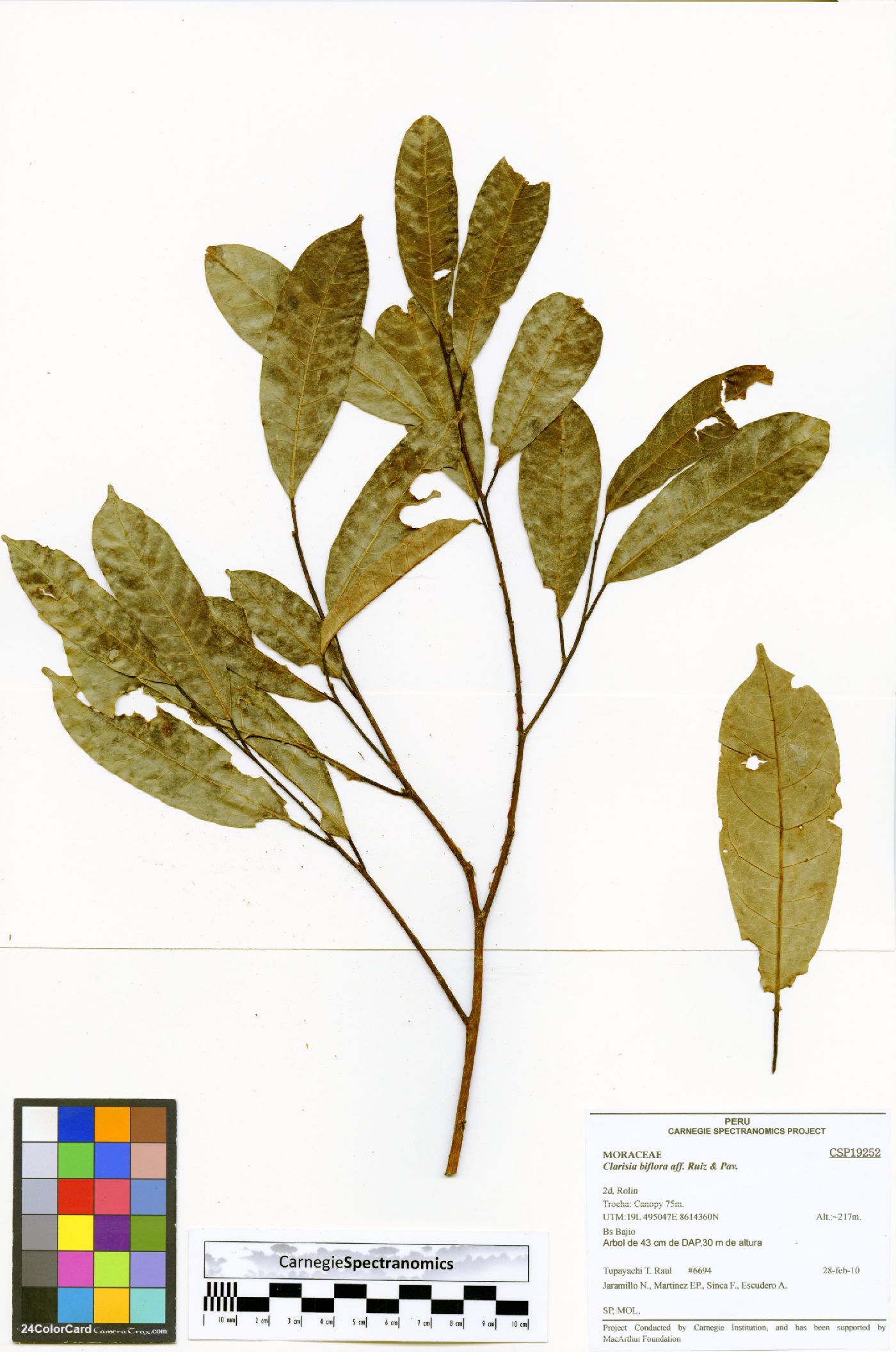Clarisia biflora image