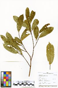 Clarisia biflora image