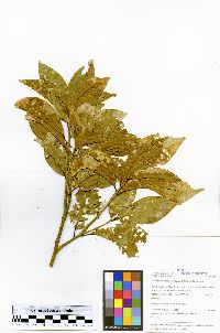 Image of Sloanea garckeana