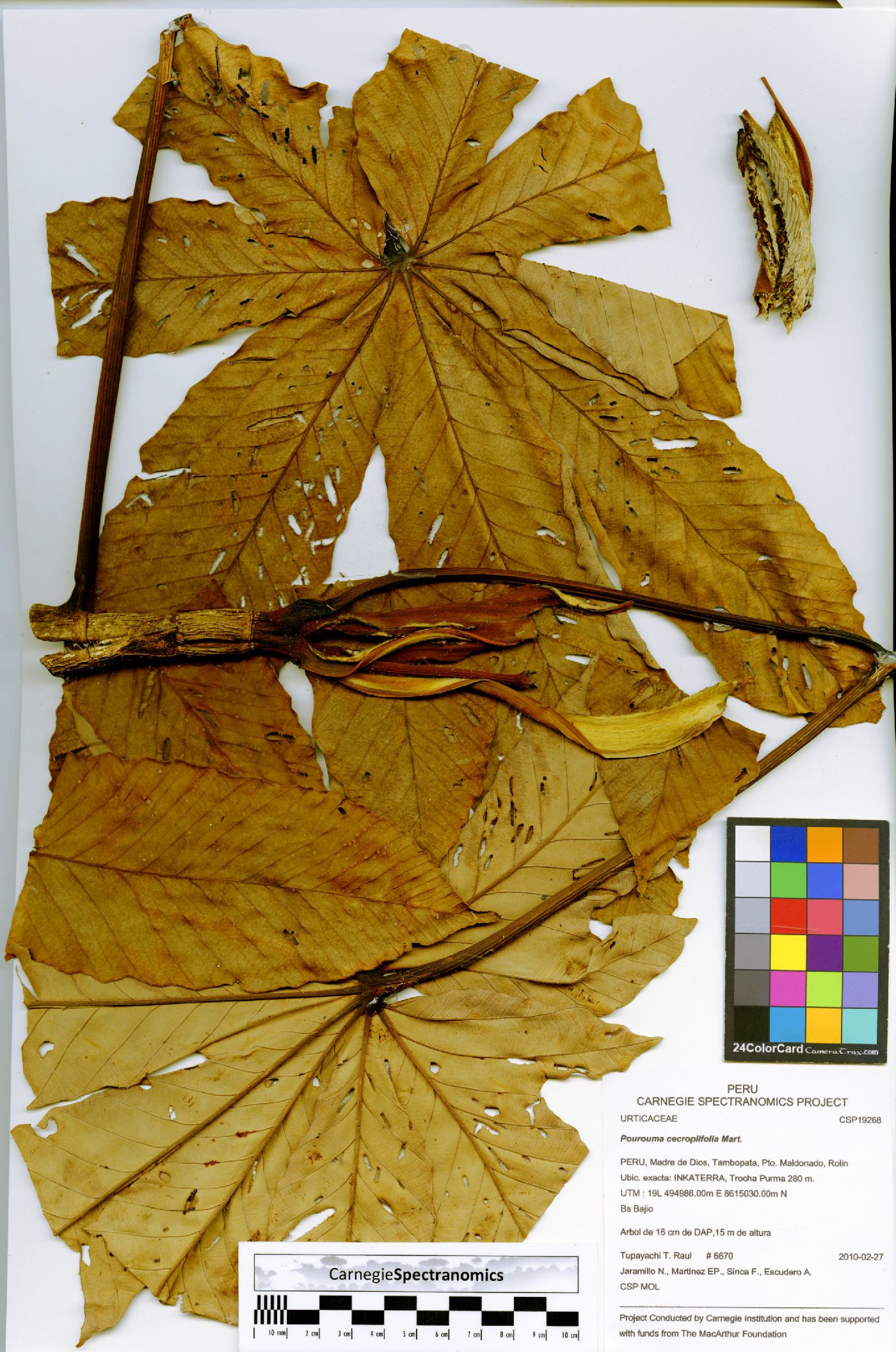 Pourouma cecropiifolia image